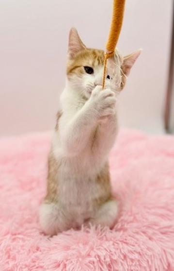 Enlarge Sledgehammer, a Adoptable Domestic Short Hair in Covington, LA image 2/6