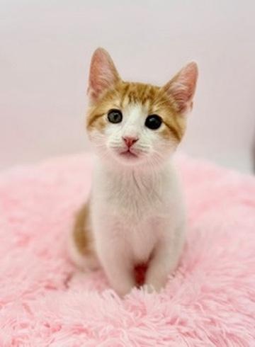 Sledgehammer, Adoptable, Kitten Male Domestic Short Hair.