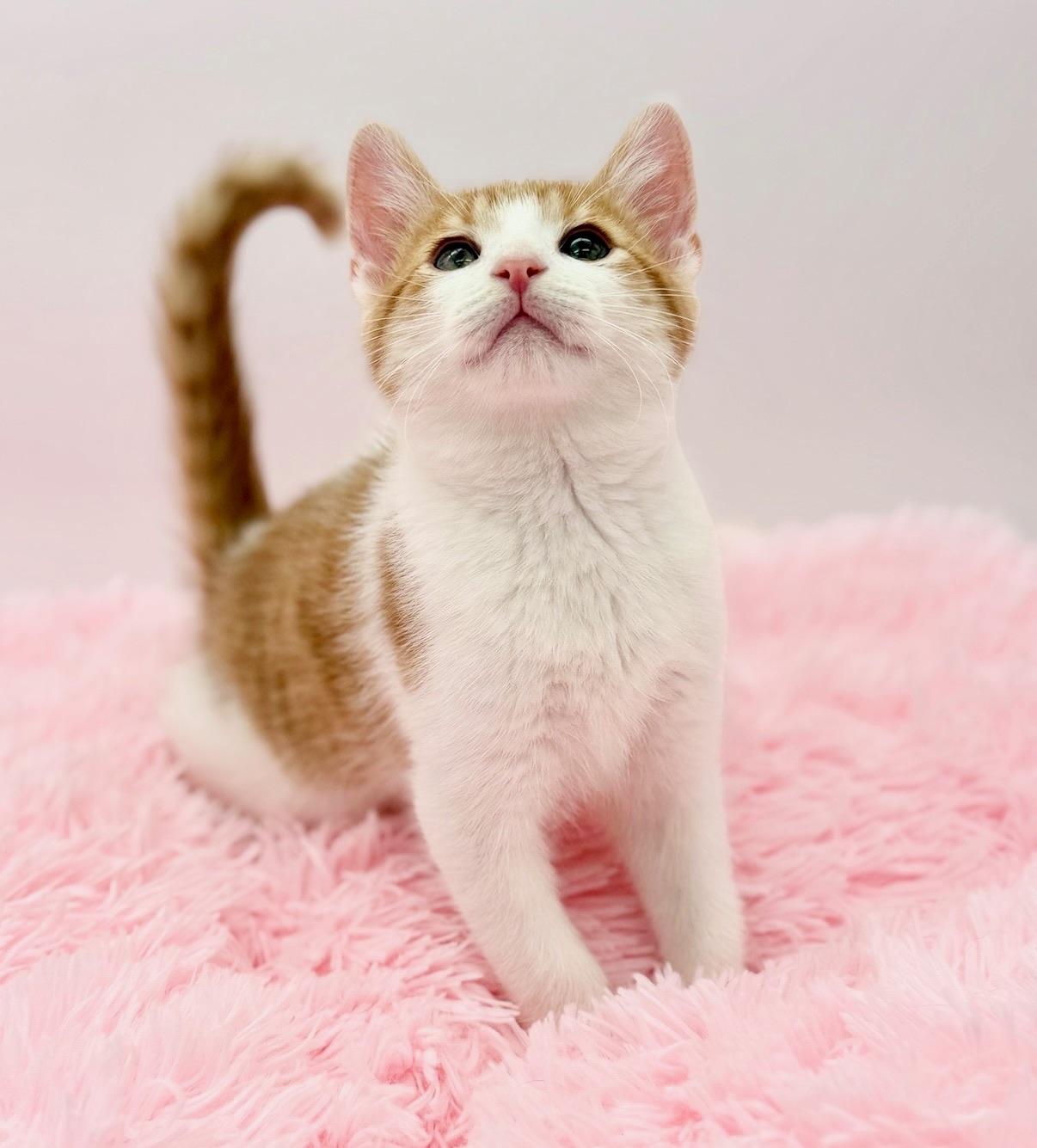 Enlarge Sledgehammer, a Adoptable Domestic Short Hair in Covington, LA image 5/6