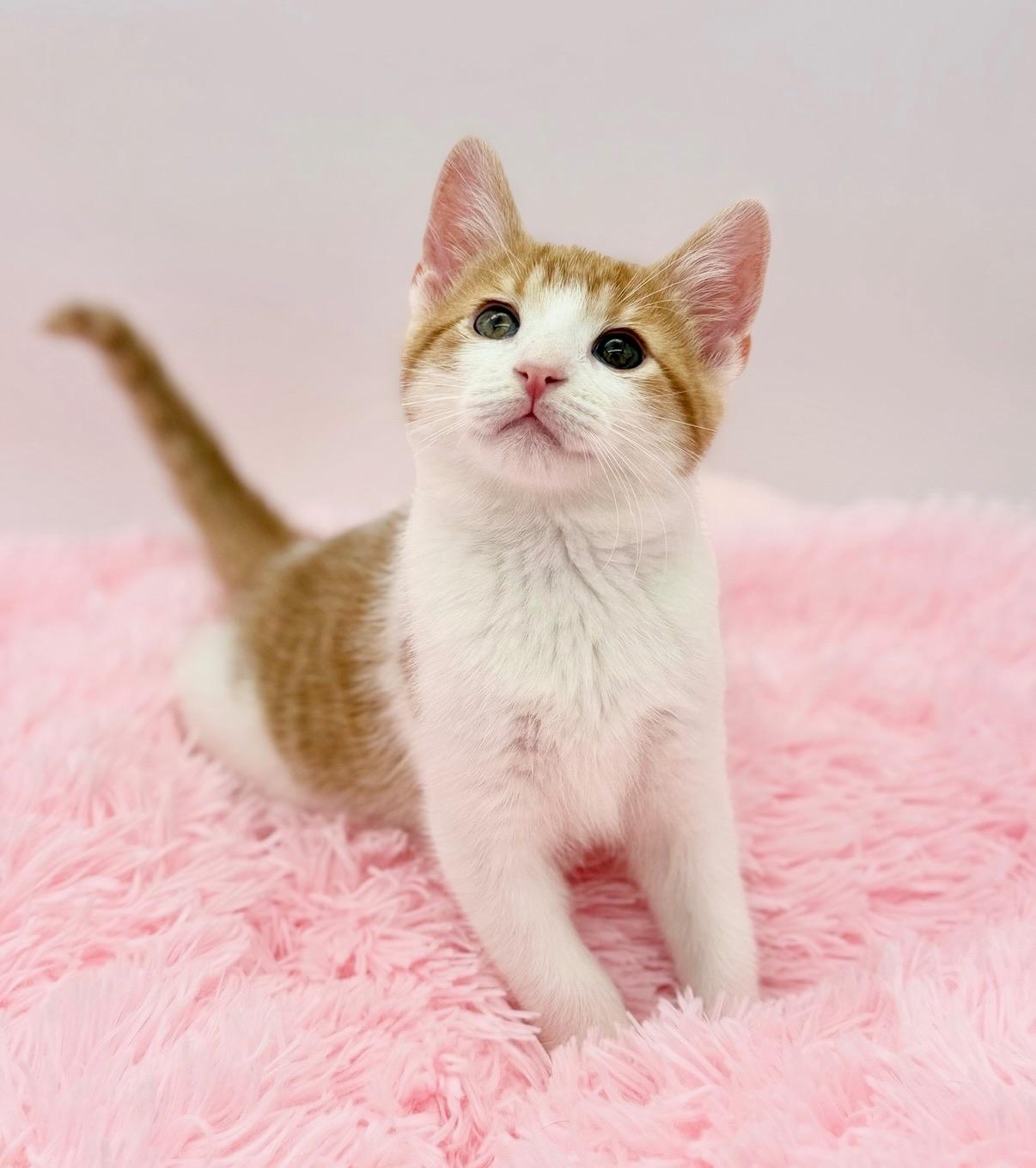 Enlarge Sledgehammer, a Adoptable Domestic Short Hair in Covington, LA image 4/6