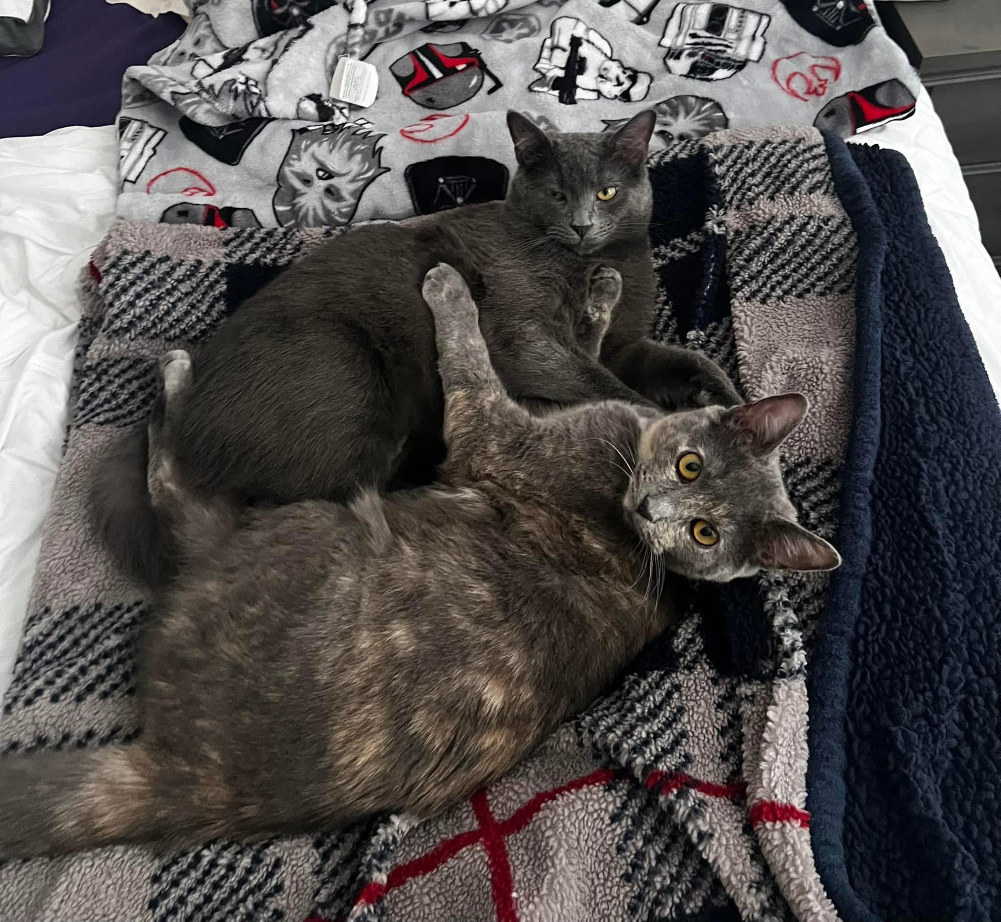 Enlarge Buddy & Cece (Bonded Pair), a Adoptable Domestic Medium Hair in Louisville, KY image 1/5