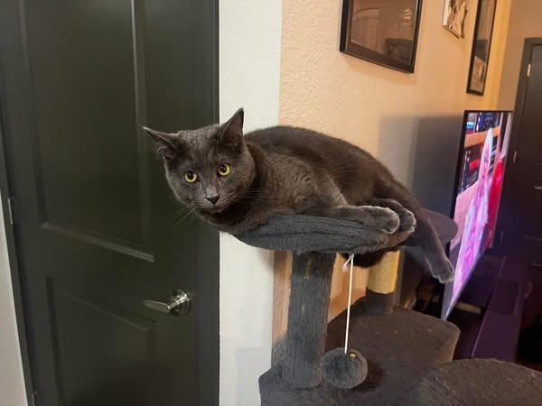 Enlarge Buddy & Cece (Bonded Pair), a Adoptable Domestic Medium Hair in Louisville, KY image 2/5