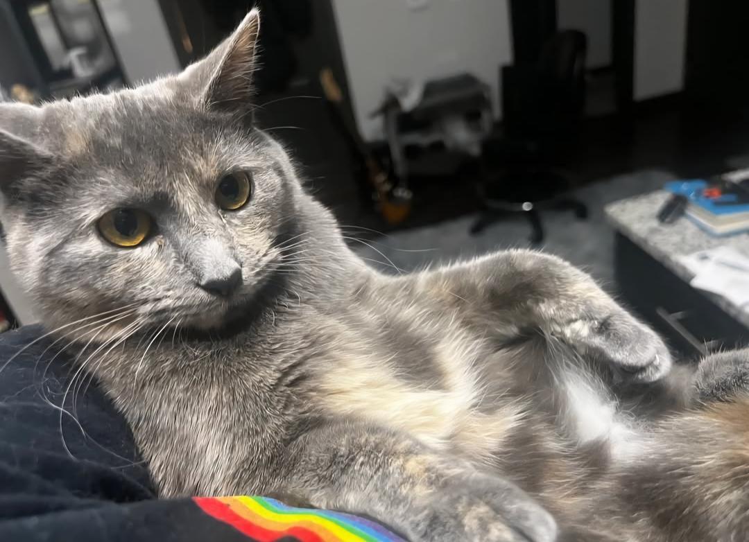 Enlarge Buddy & Cece (Bonded Pair), a Adoptable Domestic Medium Hair in Louisville, KY image 3/5