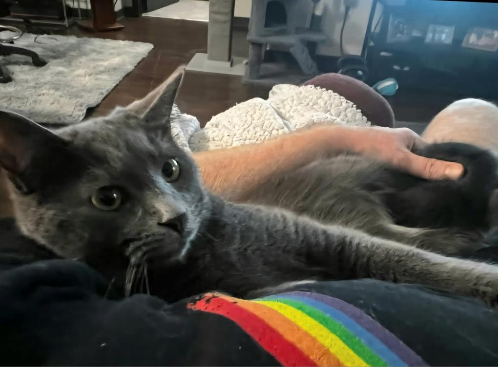 Enlarge Buddy & Cece (Bonded Pair), a Adoptable Domestic Medium Hair in Louisville, KY image 5/5