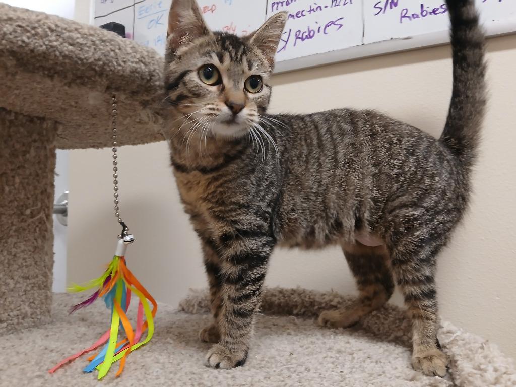 Enlarge Barbie, a Adoptable mixed breed in Ladysmith, WI image 1/2