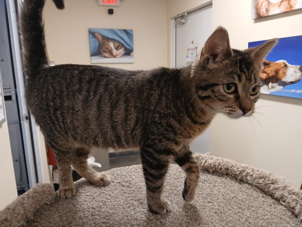 Enlarge Barbie, a Adoptable mixed breed in Ladysmith, WI image 2/2