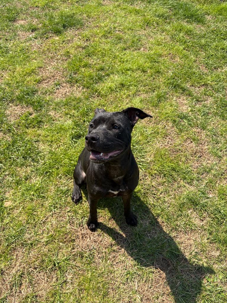 Nessa, Adoptable, Adult Female Pit Bull Terrier.