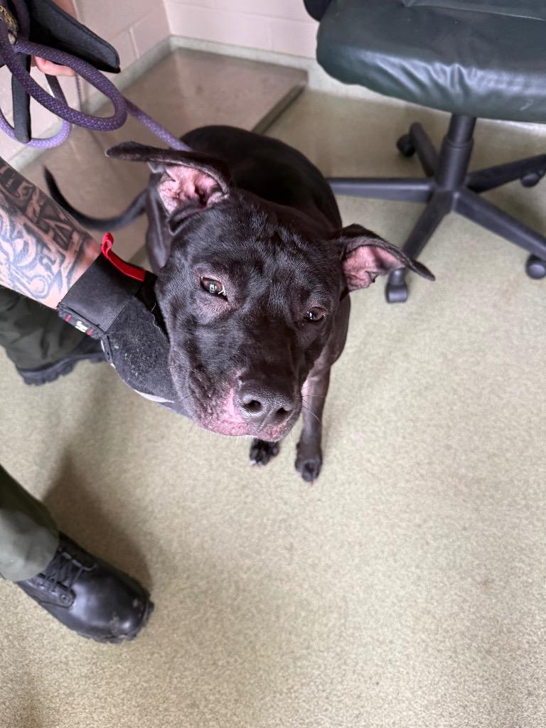 Nessa, a Adoptable Pit Bull Terrier in Gallatin, TN image 2/3