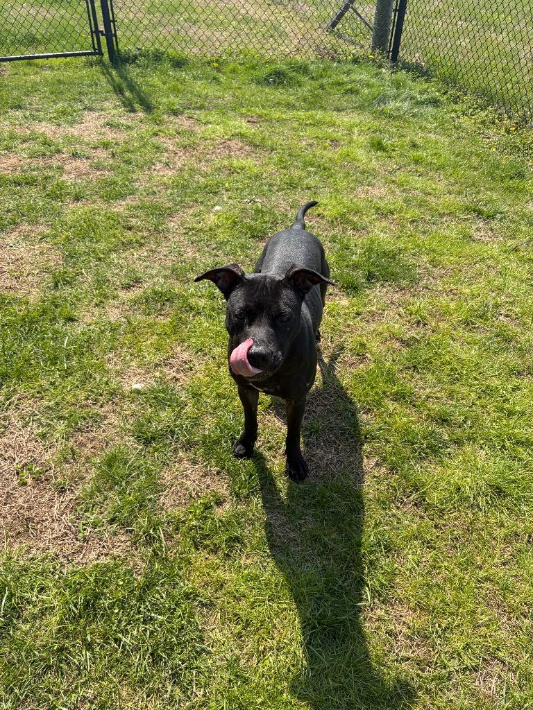 Nessa, a Adoptable Pit Bull Terrier in Gallatin, TN image 3/3