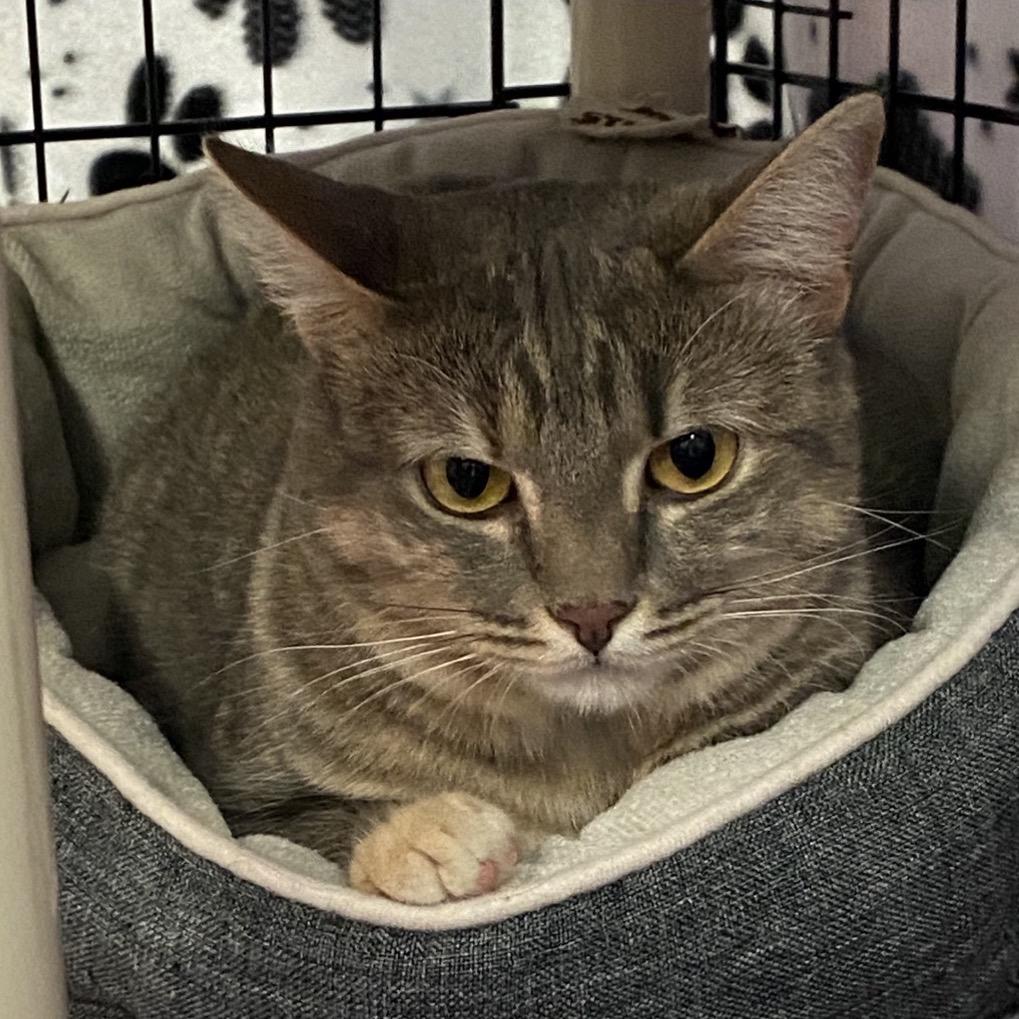 Peugeot, a Adoptable Domestic Short Hair in Leander, TX image 1/3