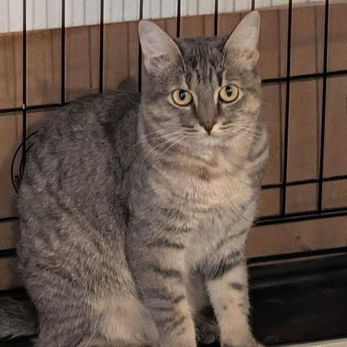 Peugeot, a Adoptable Domestic Short Hair in Leander, TX image 2/3