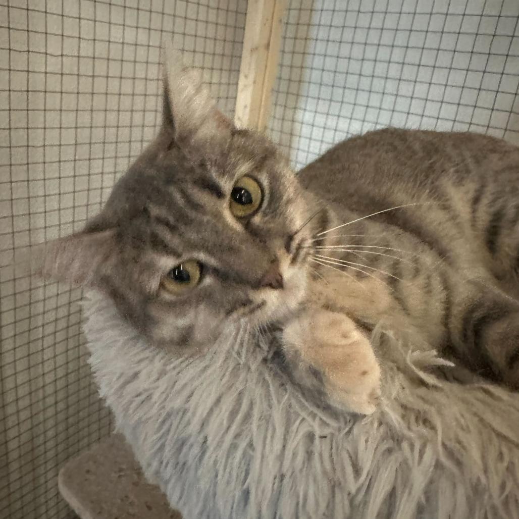 Peugeot, a Adoptable Domestic Short Hair in Leander, TX image 3/3