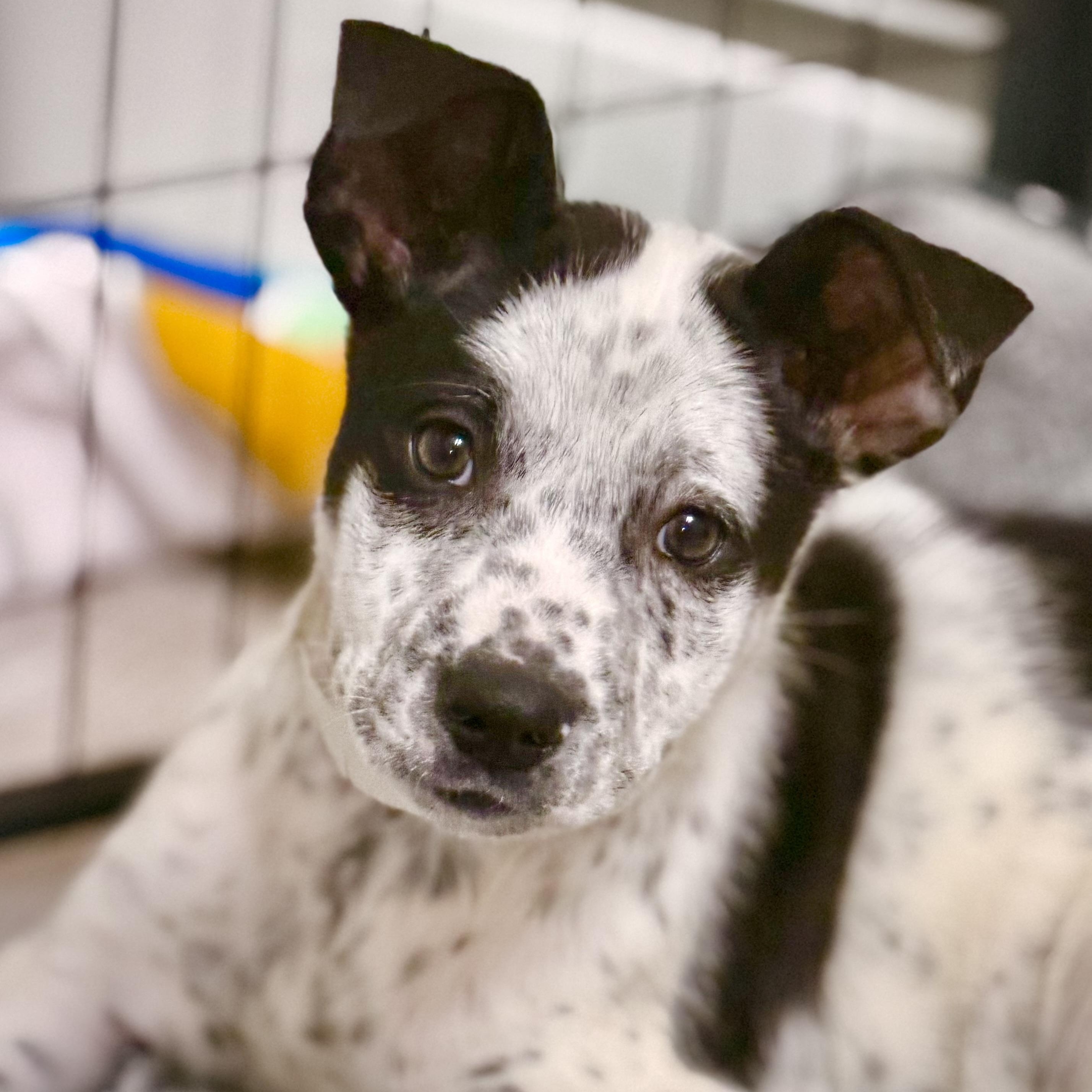 Domino, adopted, Puppy Male Australian Shepherd & Cattle Dog.