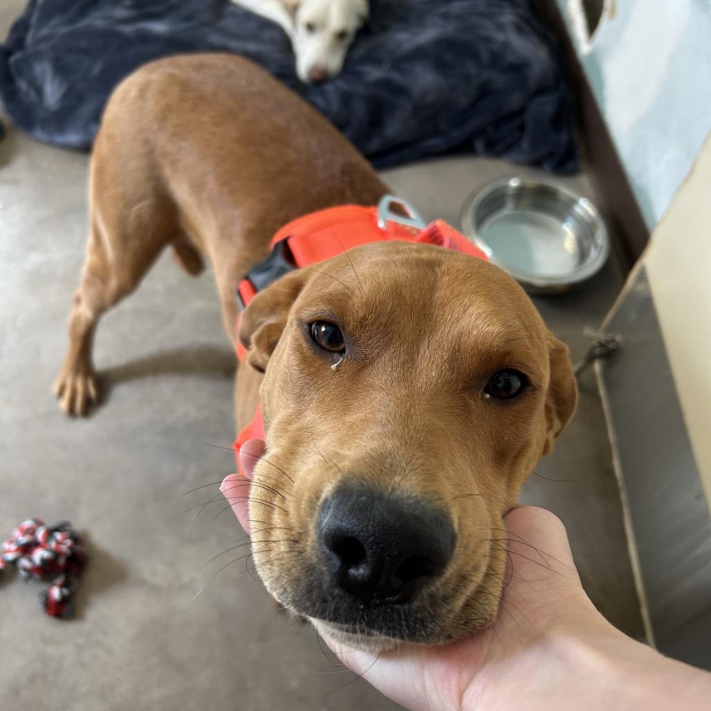 Nala, Adoptable, Adult Female Rhodesian Ridgeback & Mixed Breed.