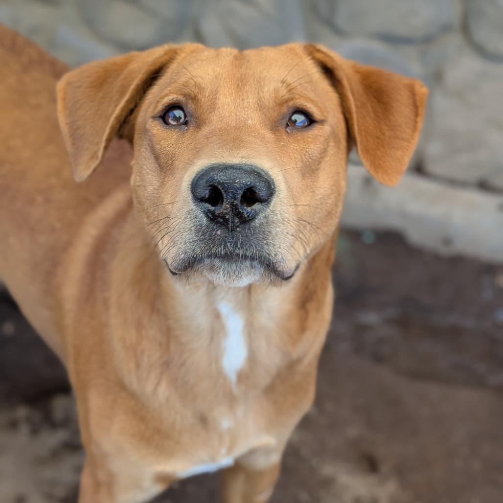 Enlarge Nala, a Adoptable mixed breed in Flagstaff, AZ image 2/6