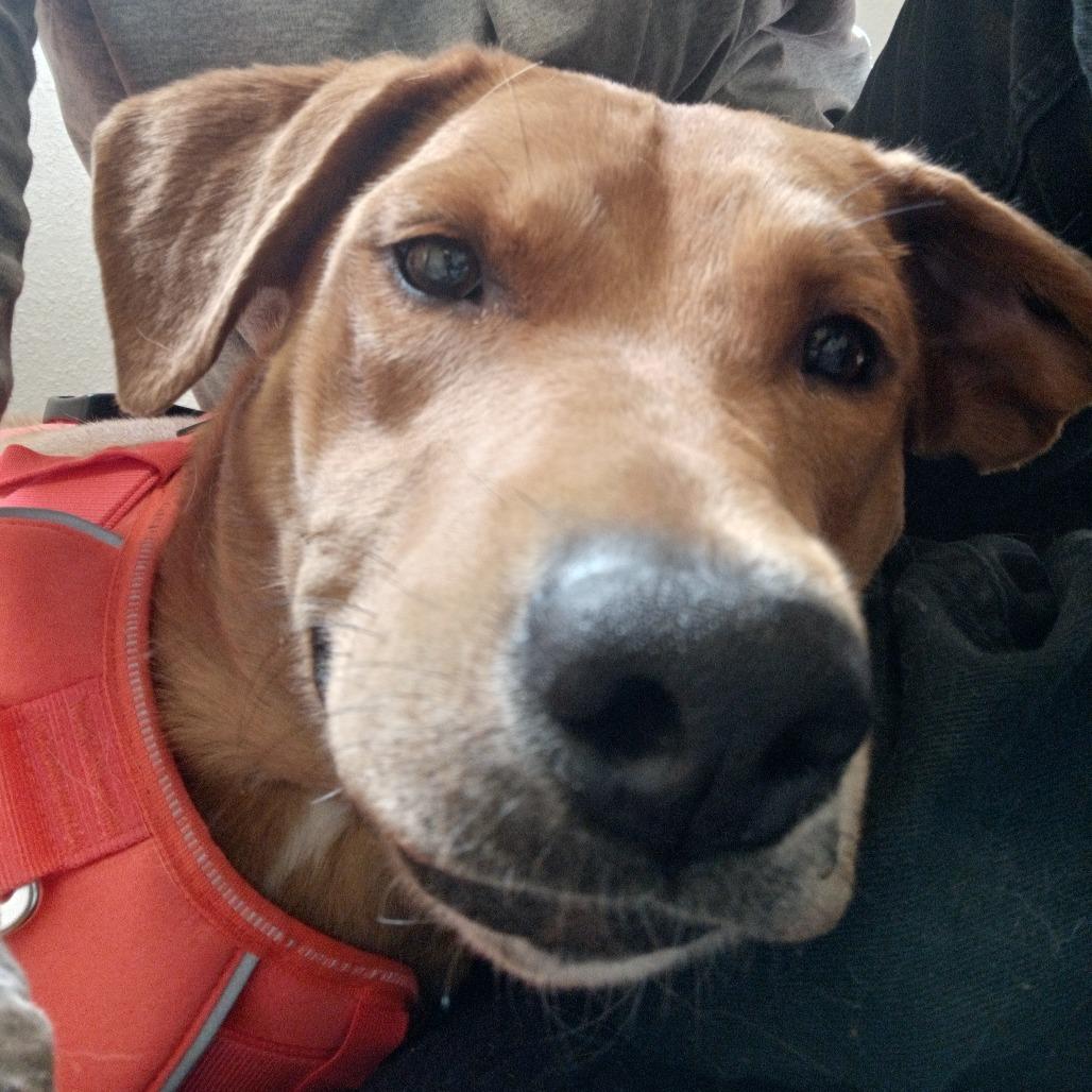 Enlarge Nala, a Adoptable mixed breed in Flagstaff, AZ image 3/6