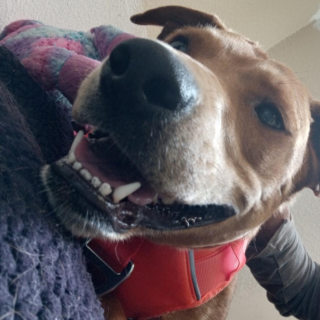 Enlarge Nala, a Adoptable mixed breed in Flagstaff, AZ image 4/6