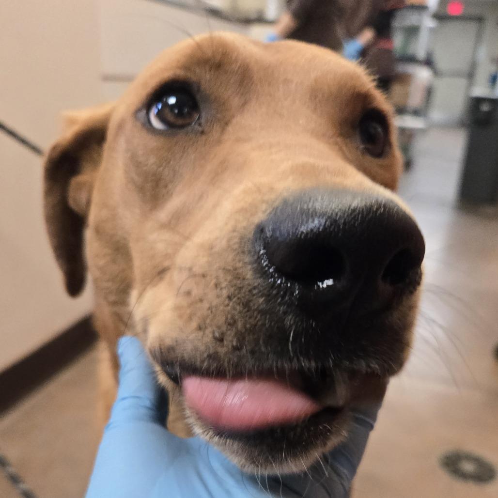 Enlarge Nala, a Adoptable mixed breed in Flagstaff, AZ image 5/6