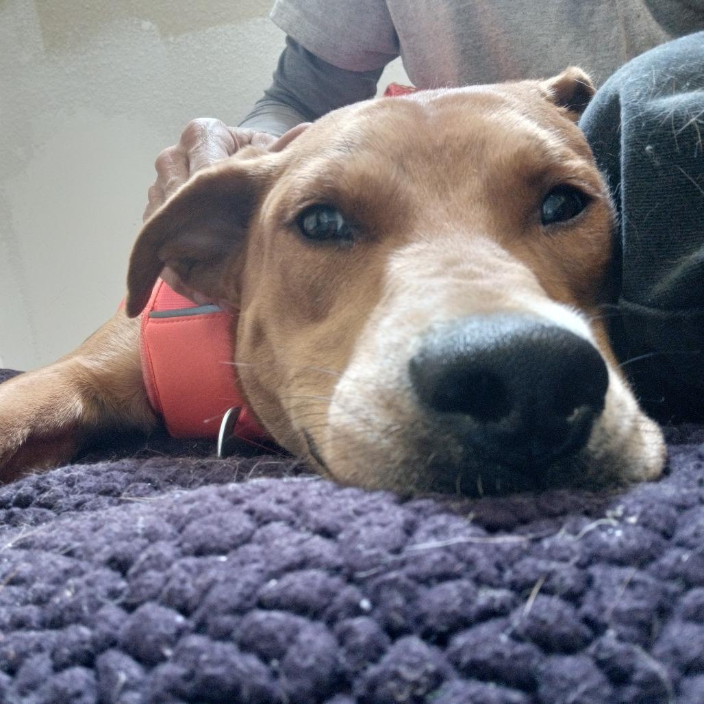 Enlarge Nala, a Adoptable mixed breed in Flagstaff, AZ image 6/6