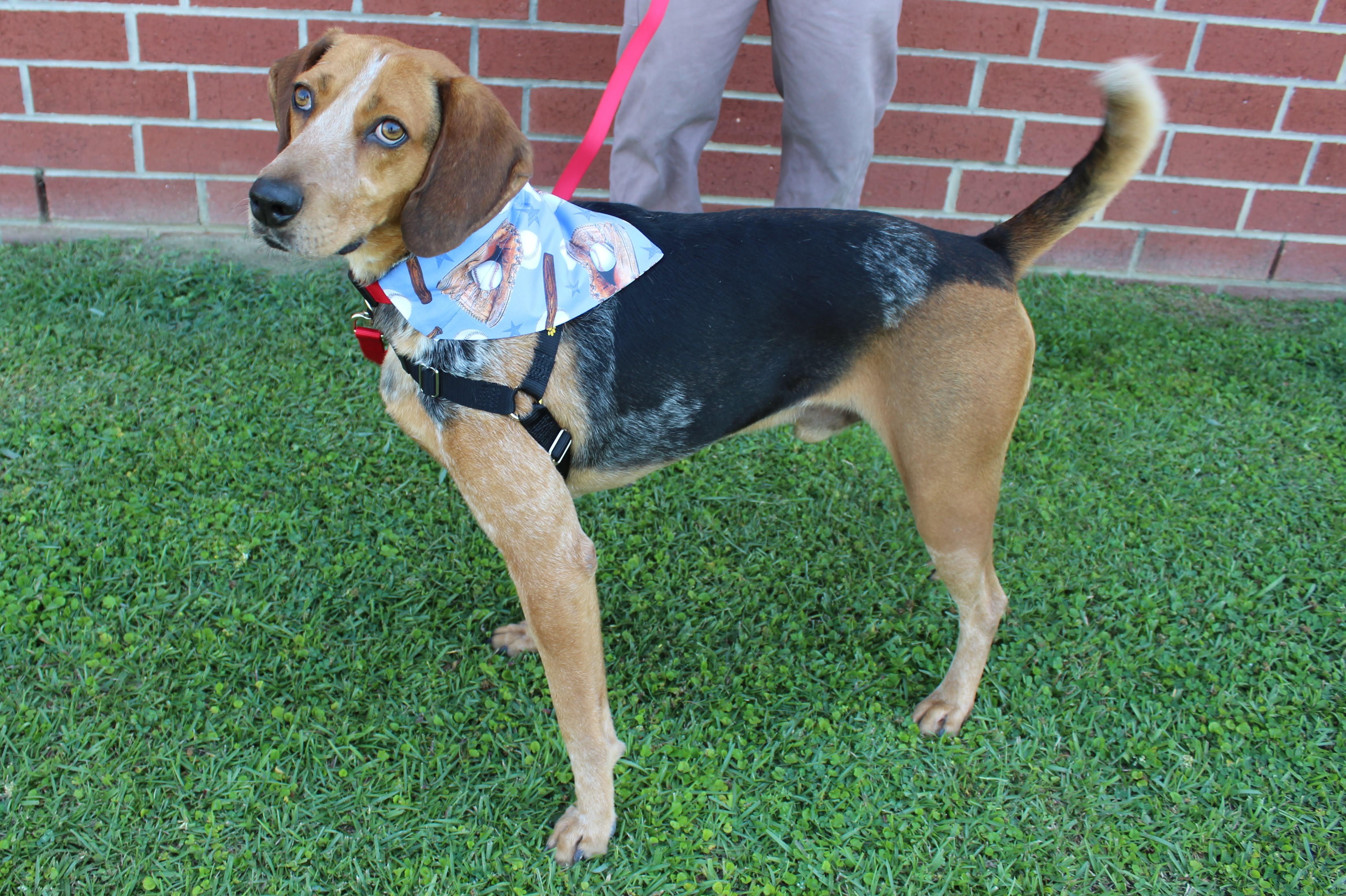 Enlarge Yankee, a ADOPTABLE mixed breed in Burgaw, NC image 1/1