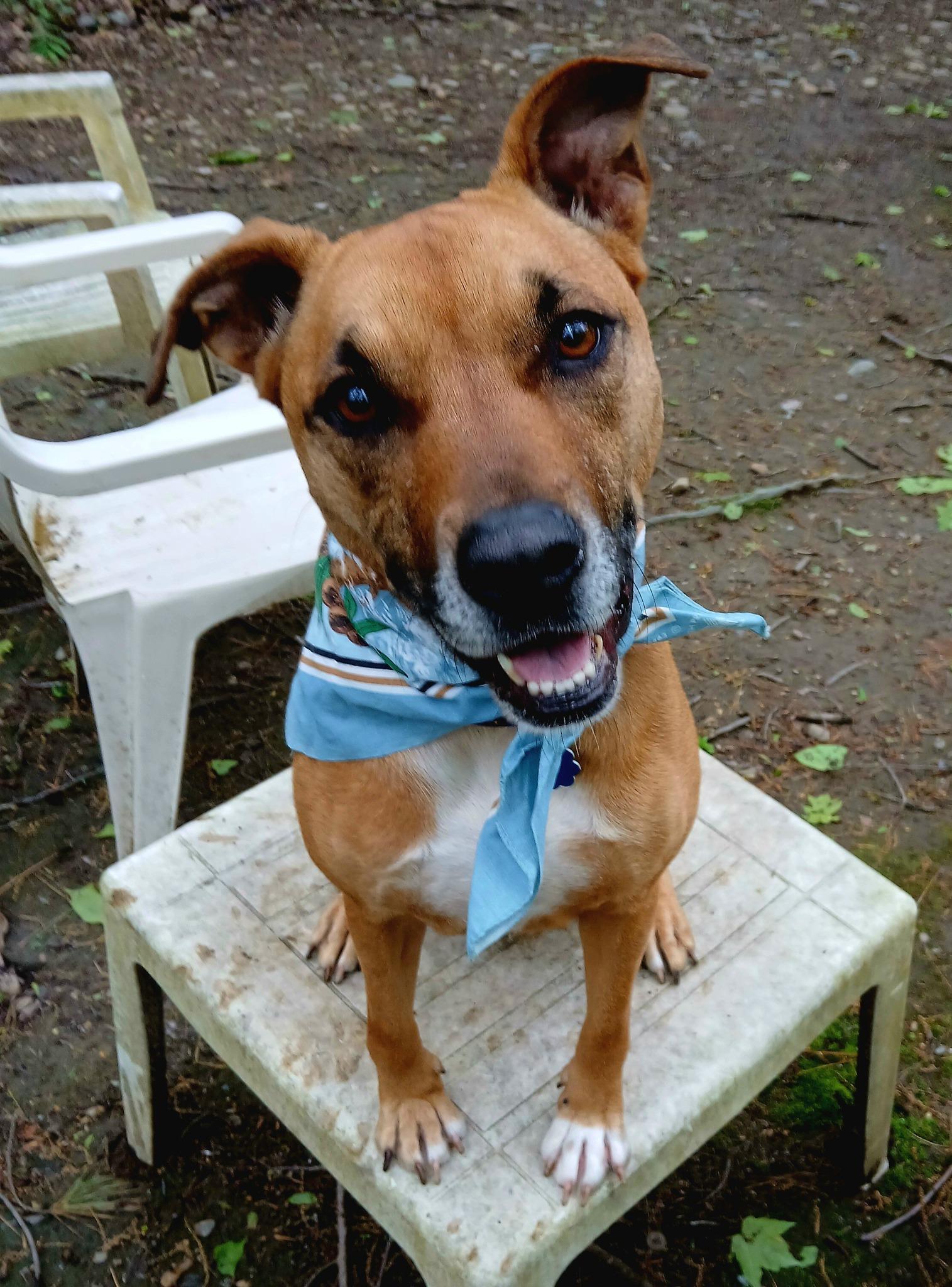 Molly ***ADOPTION FEE SPONSORED!!***