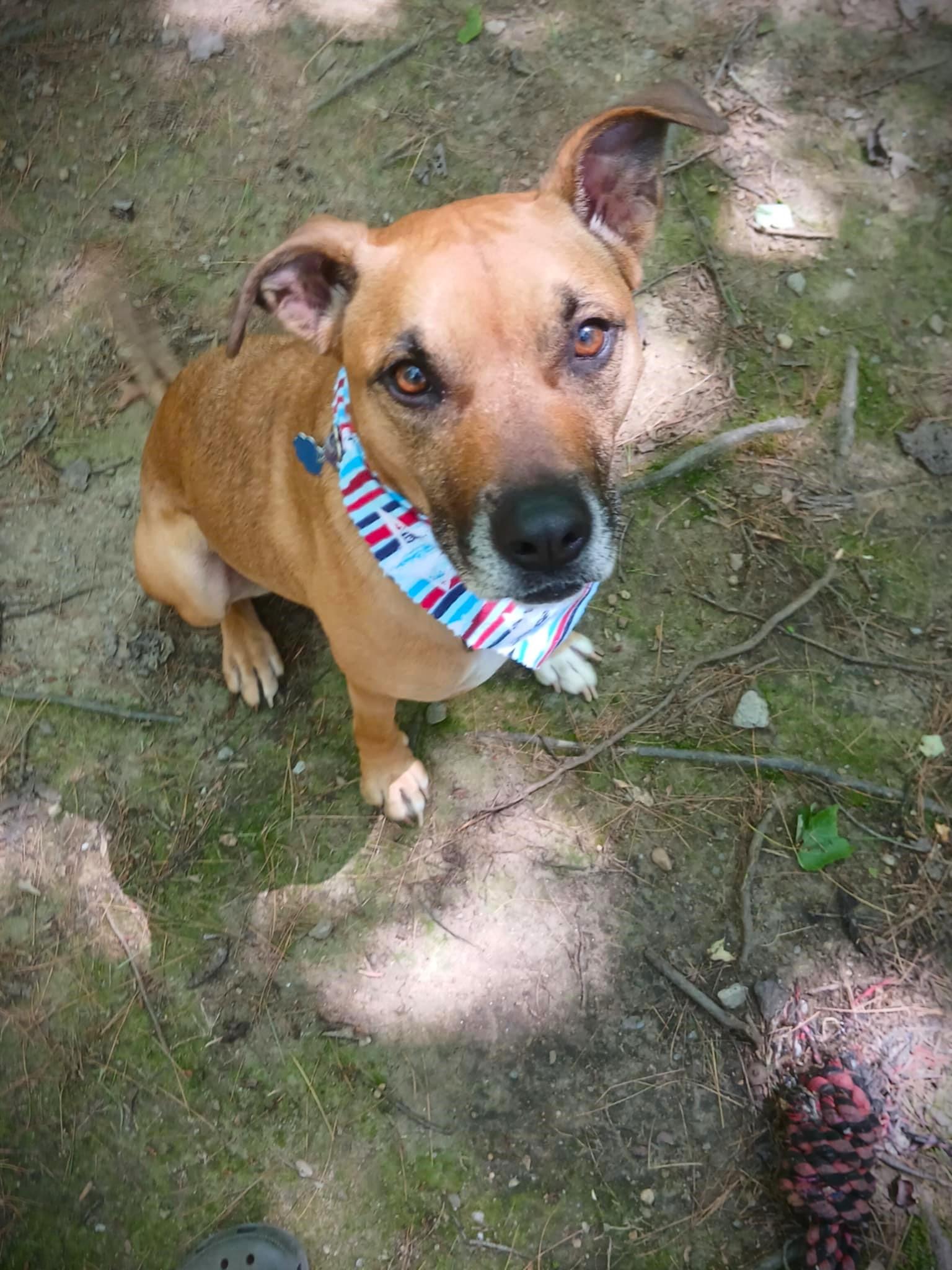 Molly ***ADOPTION FEE SPONSORED!!***