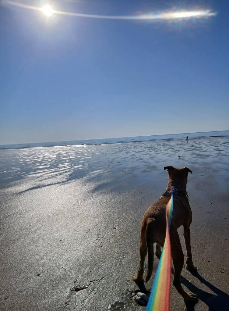 Molly ***ADOPTION FEE SPONSORED!!***