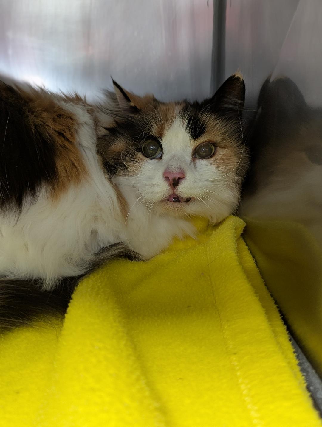 Jenny, ADOPTABLE, Senior Female Domestic Long Hair.