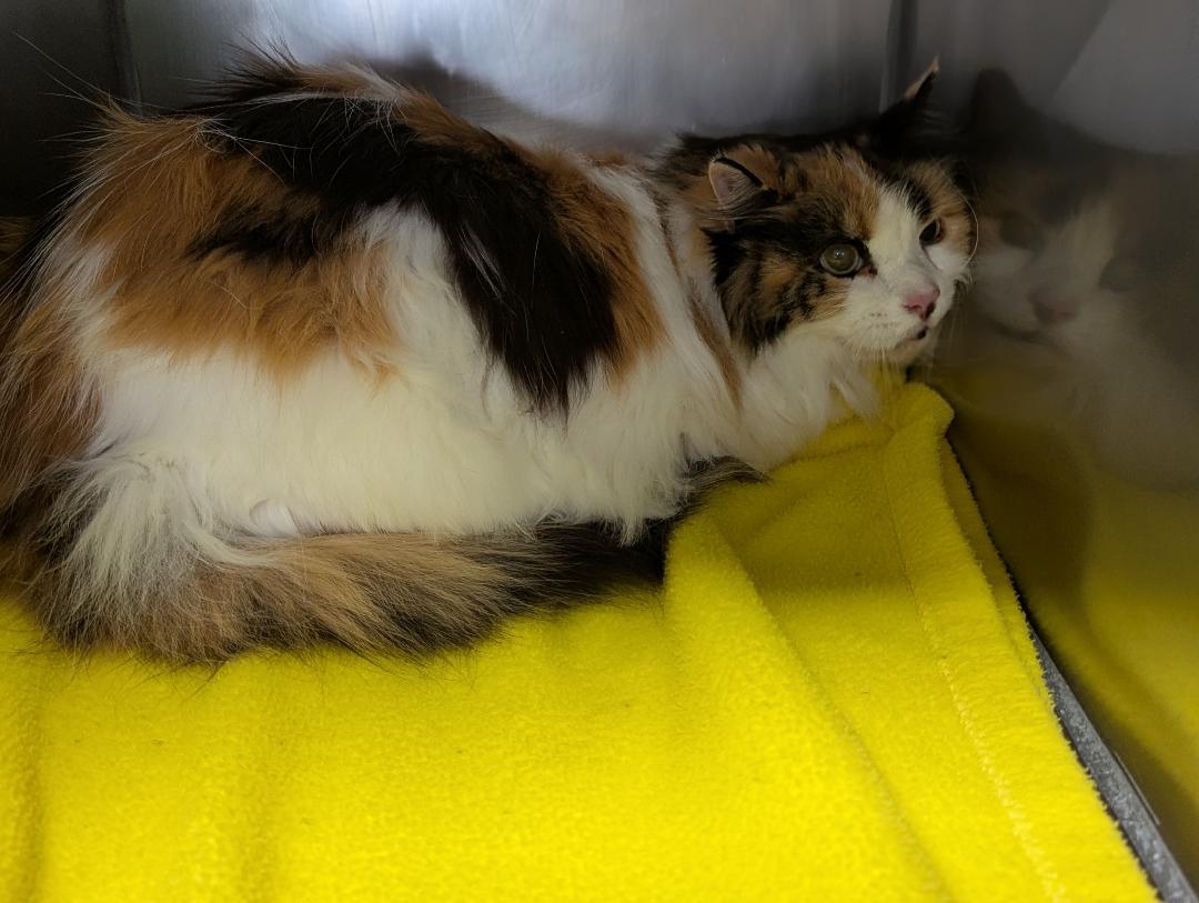 Jenny, a ADOPTABLE Domestic Long Hair in Mount Vernon, OH image 2/3