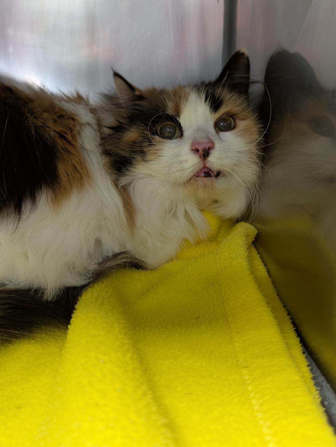 Jenny, a ADOPTABLE Domestic Long Hair in Mount Vernon, OH image 3/3