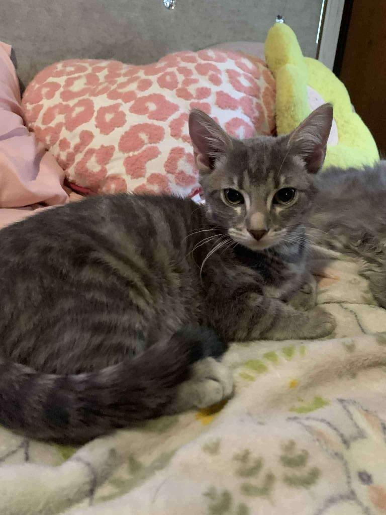 Daisy, a Adoptable mixed breed in Miami, OK image 1/2