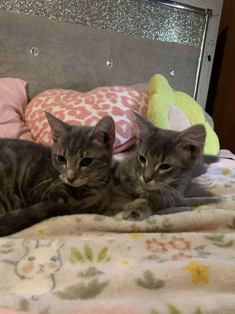 Daisy, a Adoptable mixed breed in Miami, OK image 2/2