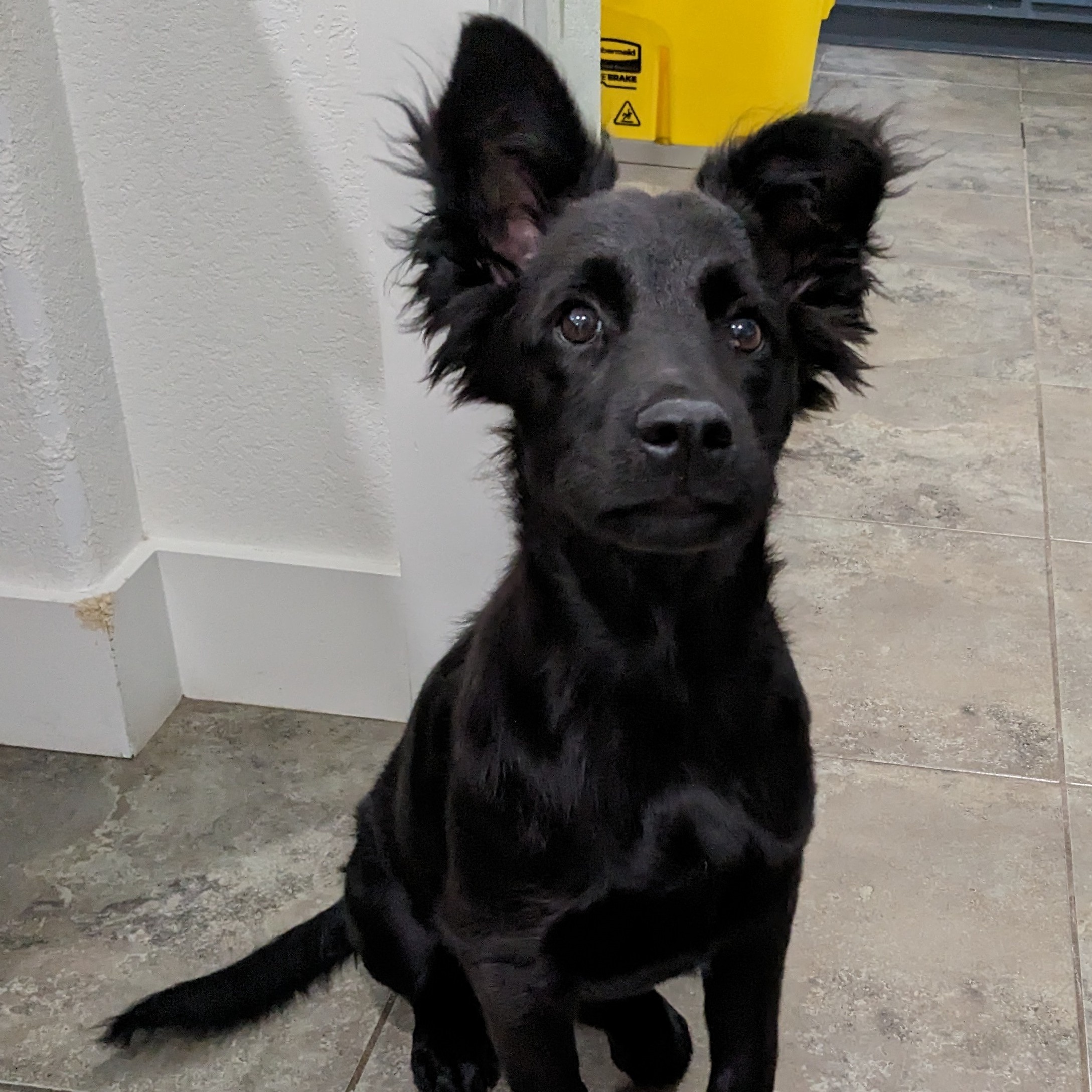 Bella Vista Animal Shelter Photosnull