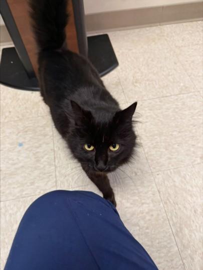 Enlarge MARTHA, a Adoptable Domestic Long Hair in Olivehurst, CA image 1/1