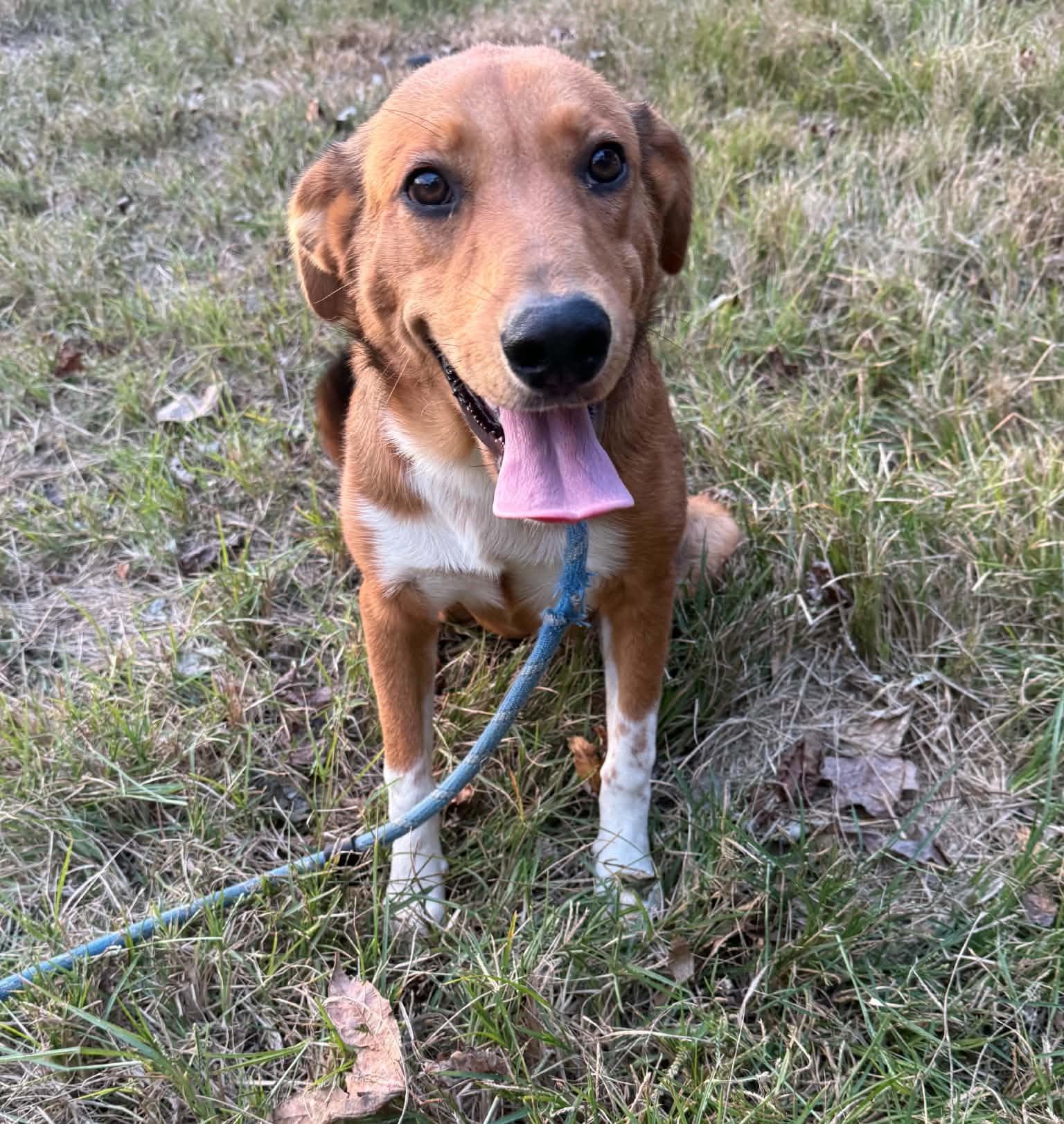 Enlarge Rumi, a Adoptable mixed breed in Homer Glen, IL image 2/3