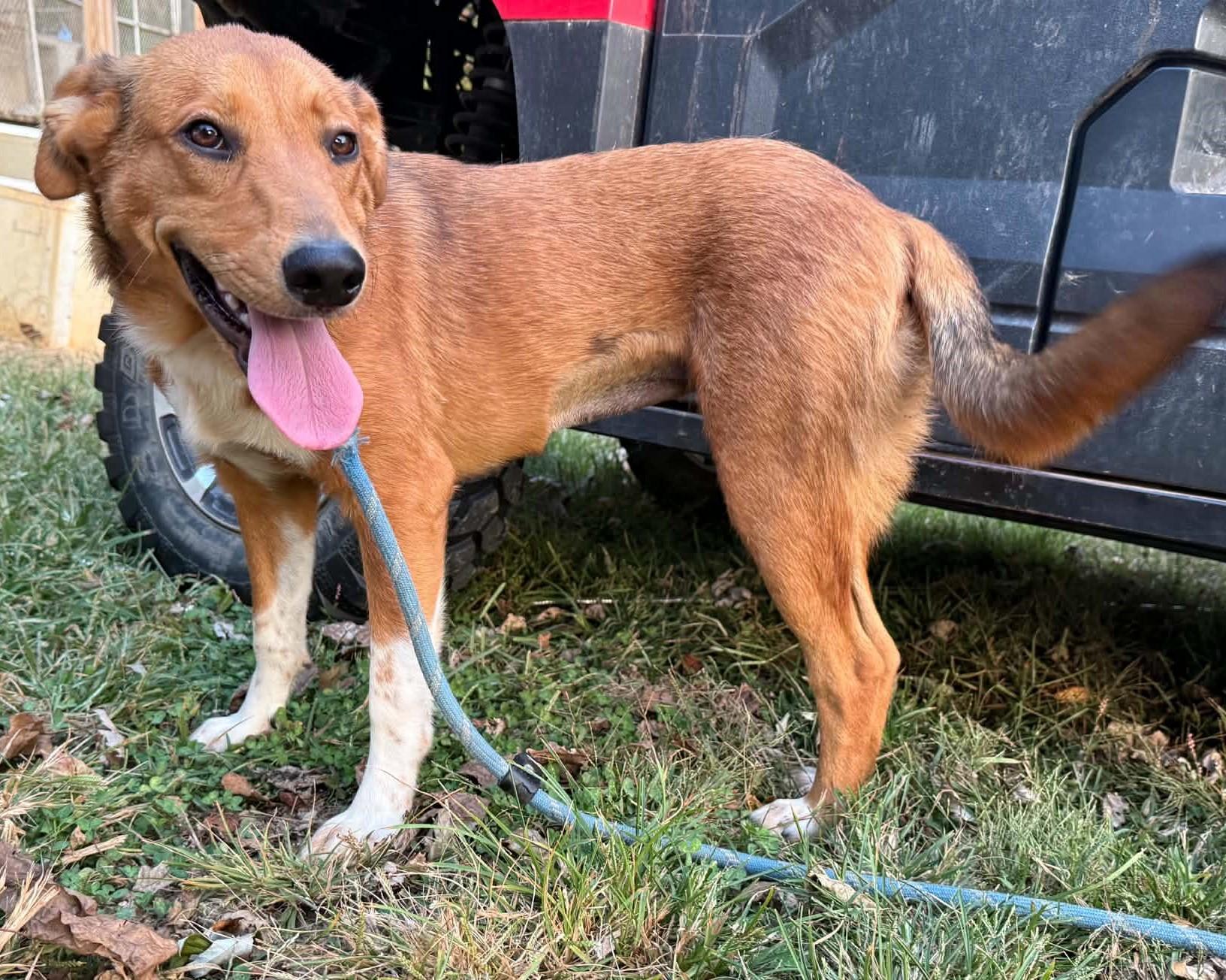 Enlarge Rumi, a Adoptable mixed breed in Homer Glen, IL image 1/3