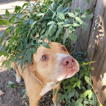 Dodge, Adoptable, Adult Male Labrador Retriever & Terrier.