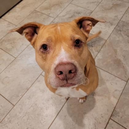 Enlarge Dodge, a Adoptable mixed breed in Fort Worth, TX image 1/6