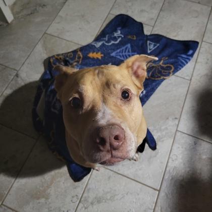 Enlarge Dodge, a Adoptable mixed breed in Fort Worth, TX image 3/3