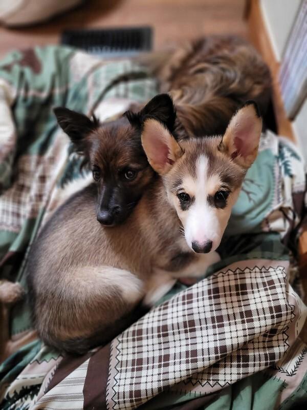 Enlarge Belle, a Adoptable Mixed Breed in Athens, ON image 1/6