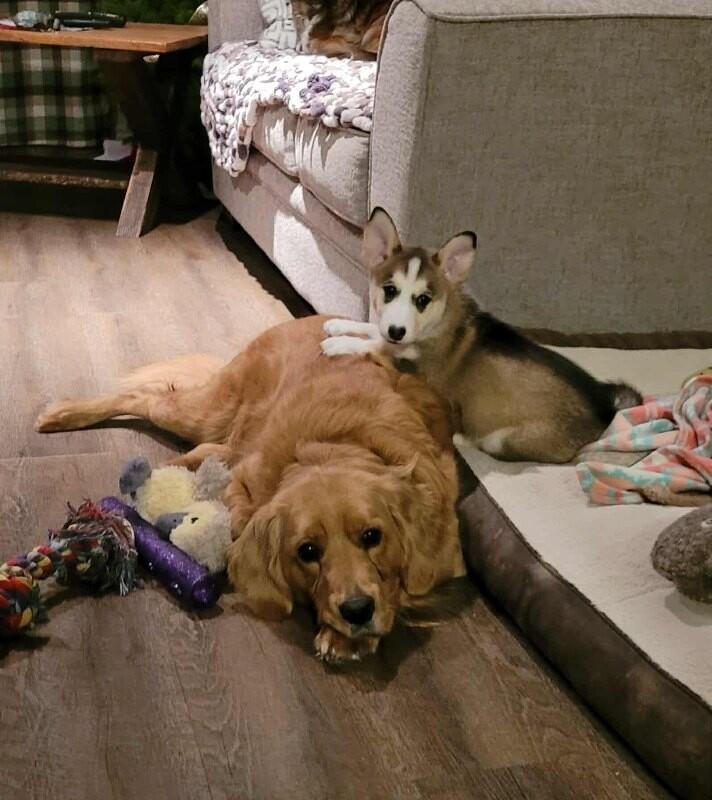 Enlarge Belle, a Adoptable Mixed Breed in Athens, ON image 2/6