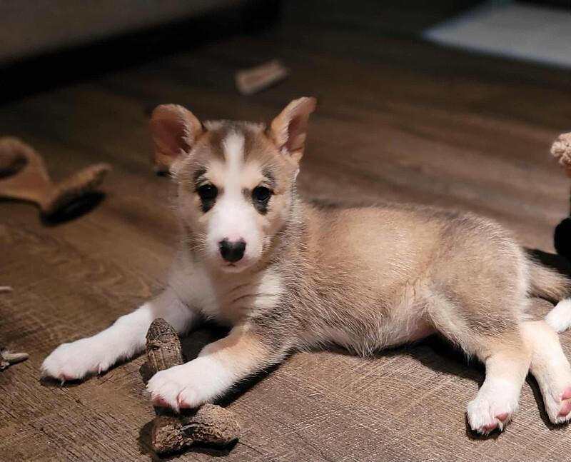 Enlarge Belle, a Adoptable Mixed Breed in Athens, ON image 4/6