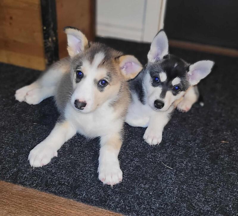 Enlarge Belle, a Adoptable Mixed Breed in Athens, ON image 5/6