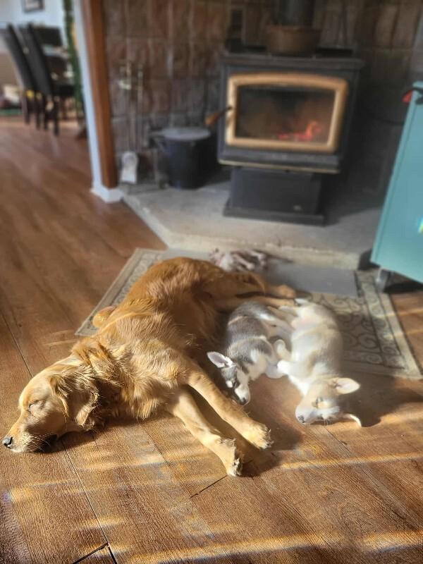 Enlarge Belle, a Adoptable Mixed Breed in Athens, ON image 6/6