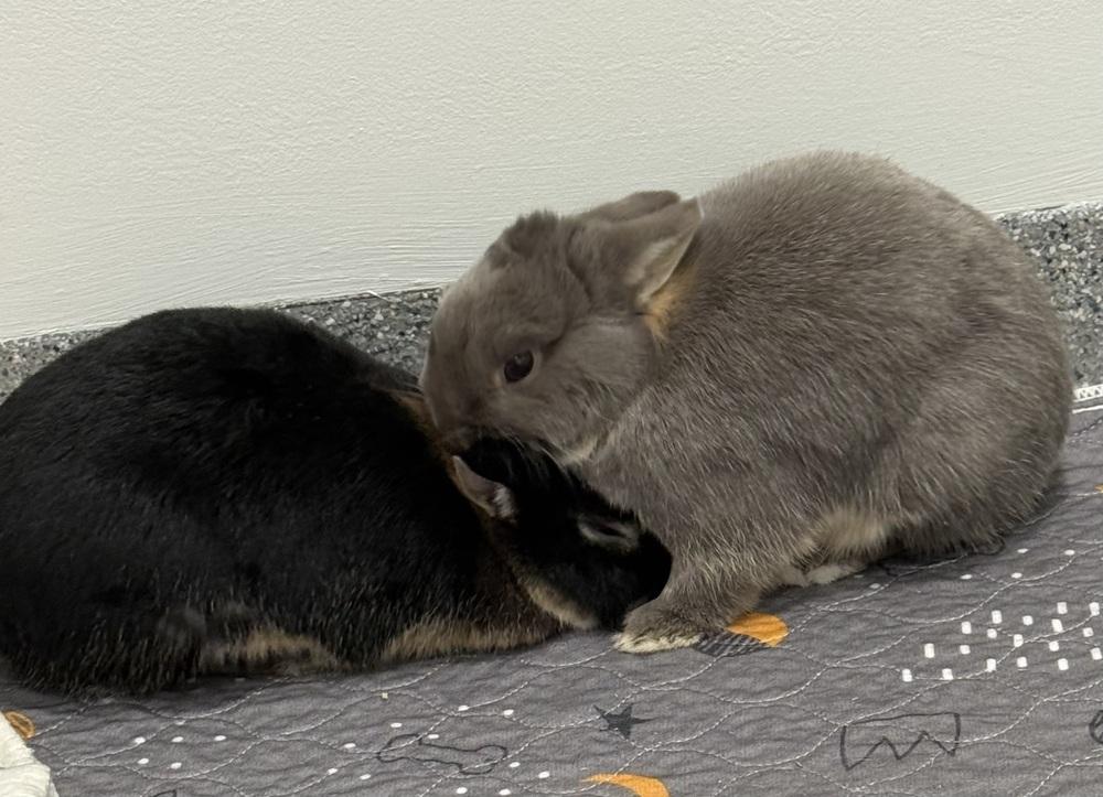 Eddy, a Adoptable Netherland Dwarf in Westford, MA image 2/6