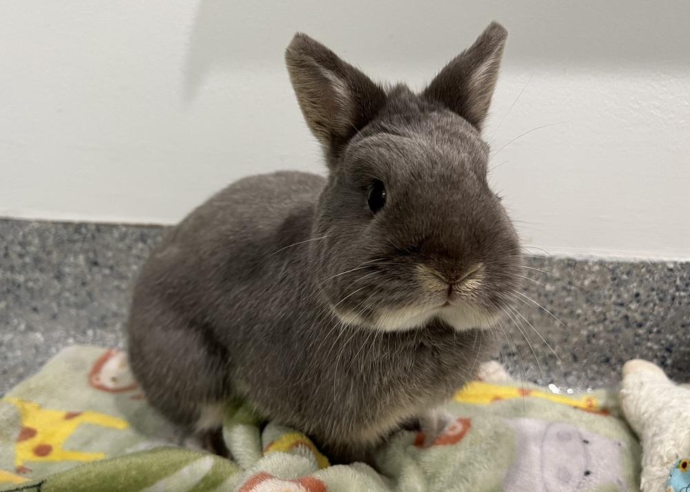 Eddy, a Adoptable Netherland Dwarf in Westford, MA image 3/6