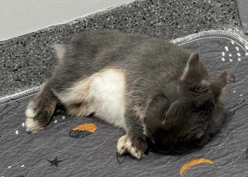 Eddy, a Adoptable Netherland Dwarf in Westford, MA image 4/6
