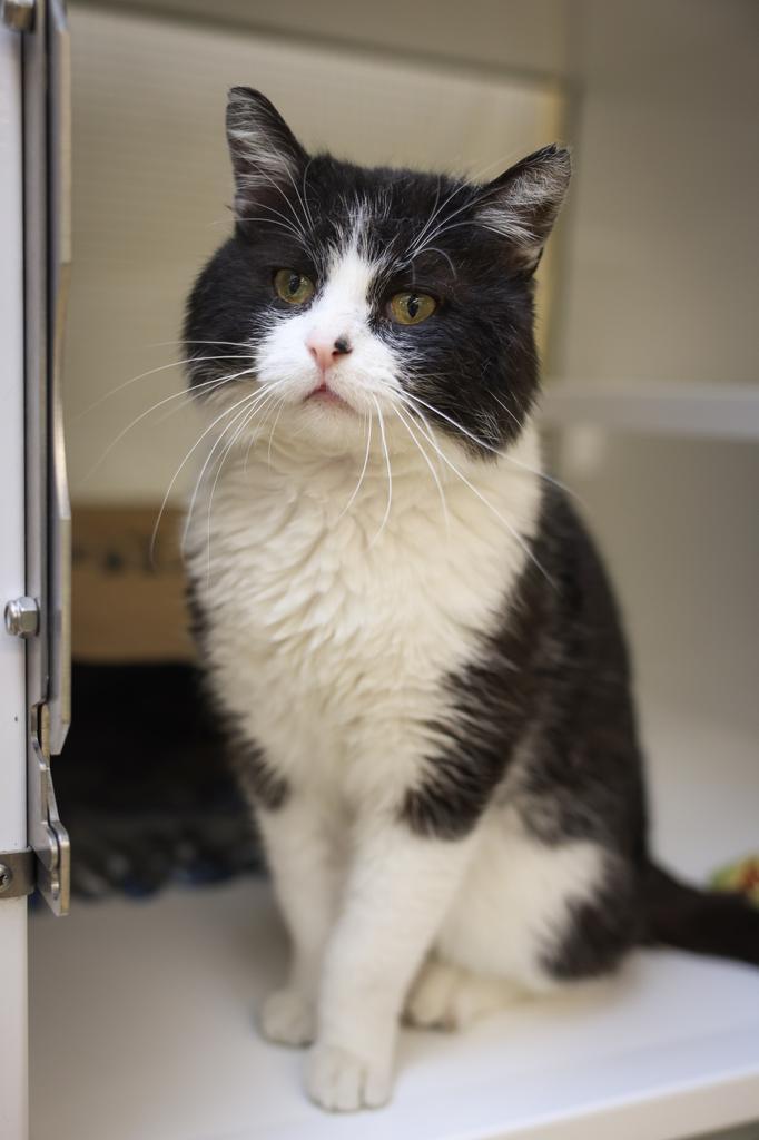 Enlarge Otto, a Adoptable Domestic Short Hair in Saint Paul, MN image 2/3