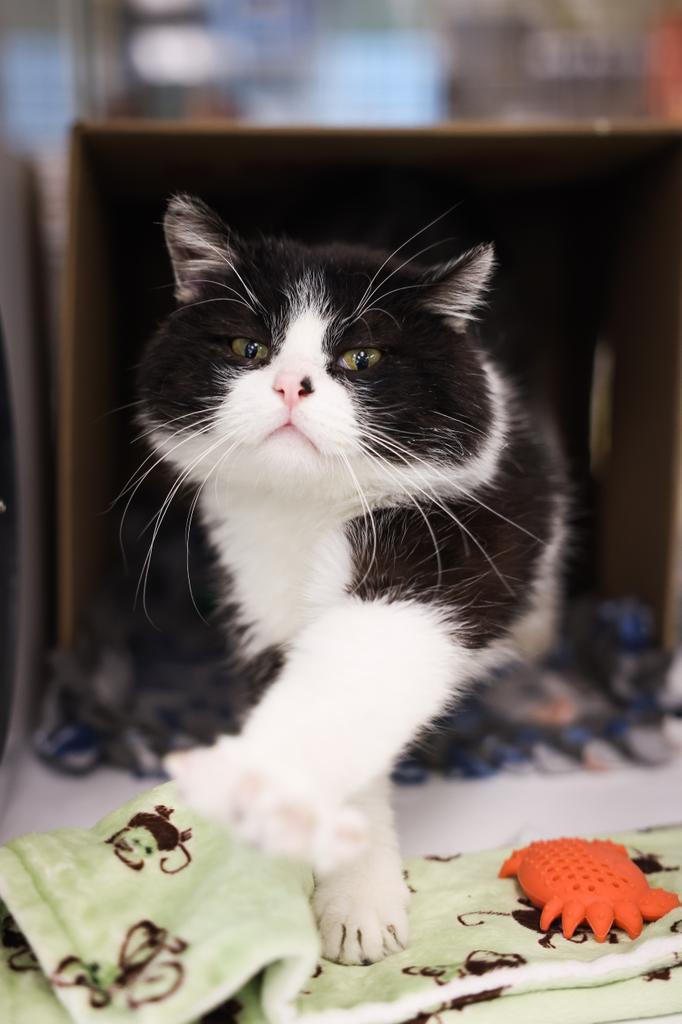 Otto, a Adoptable Domestic Short Hair in Saint Paul, MN image 1/3