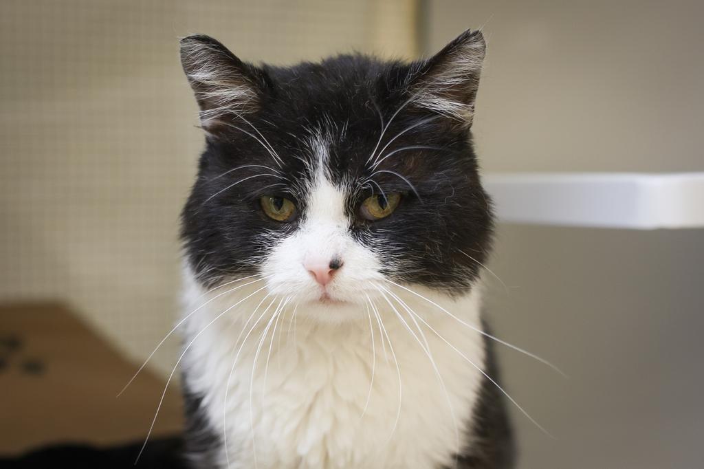 Otto, a Adoptable Domestic Short Hair in Saint Paul, MN image 3/3